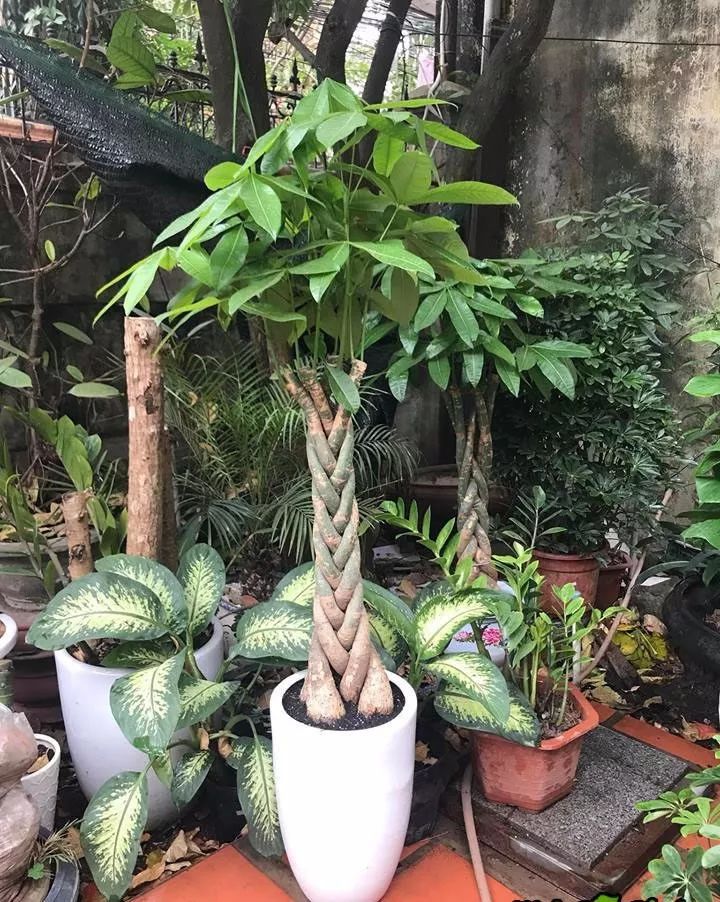 发财树叶子都黄了怎么养回来,发财树发现有一株烂根了怎么办