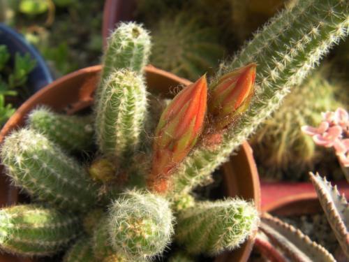 仙人指开花后的养殖方法,仙人指开花时能喷磷酸二氢钾