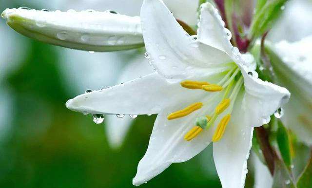 对百合花喜爱的句子,喜爱百合花的心情说说