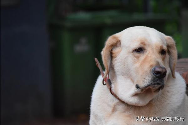 拉布拉多吃完不按时大便怎么办,三岁拉布拉多大便带血怎么治好