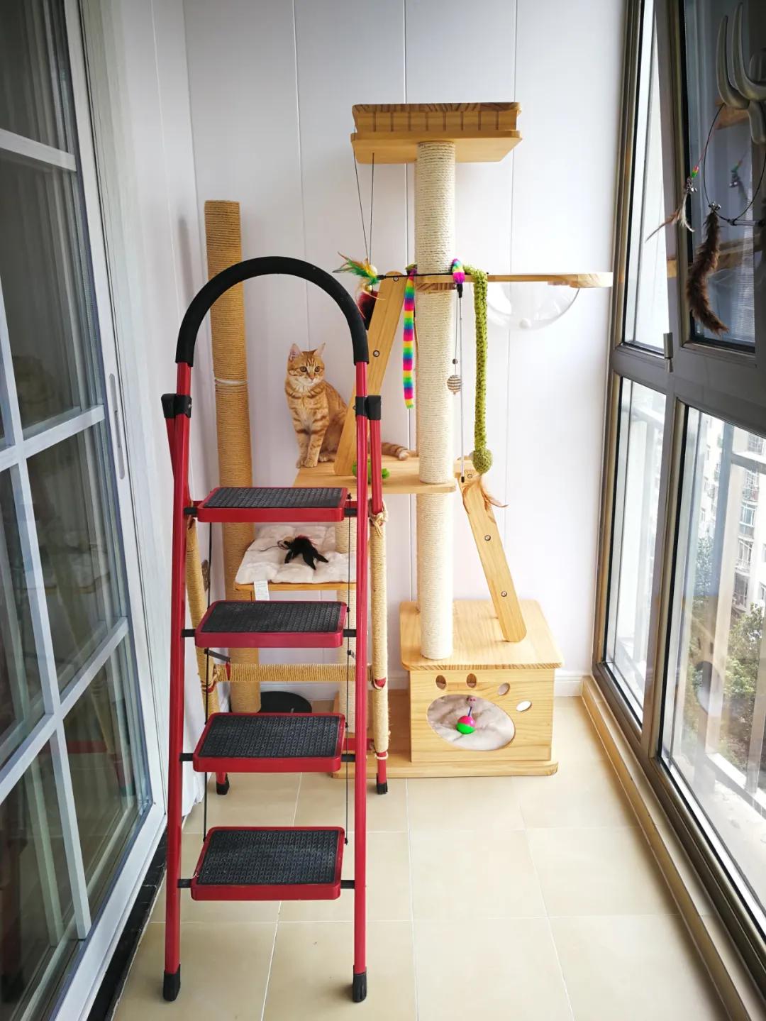 养橘猫一定要买什么,养橘猫的都是什么人