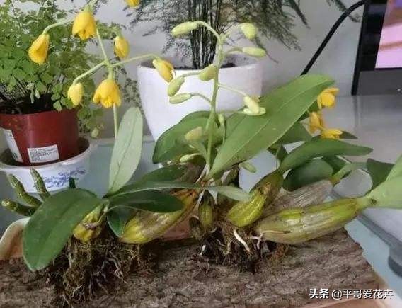 不缺水叶子打蔫了怎么办,夏季中午为什么浇水反而会萎蔫