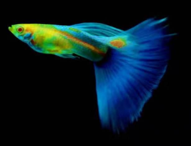 刚出生的孔雀鱼苗和大孔雀鱼混养,刚出生的孔雀鱼苗要不要捞出来