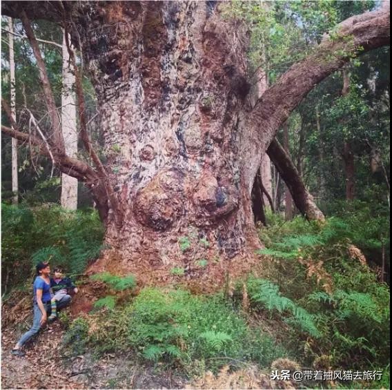 澳大利亚极致之旅,来澳大利亚必买