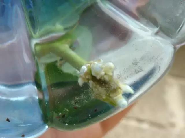 用塑料瓶做养花神器的喷壶怎么做,塑料瓶养花神器