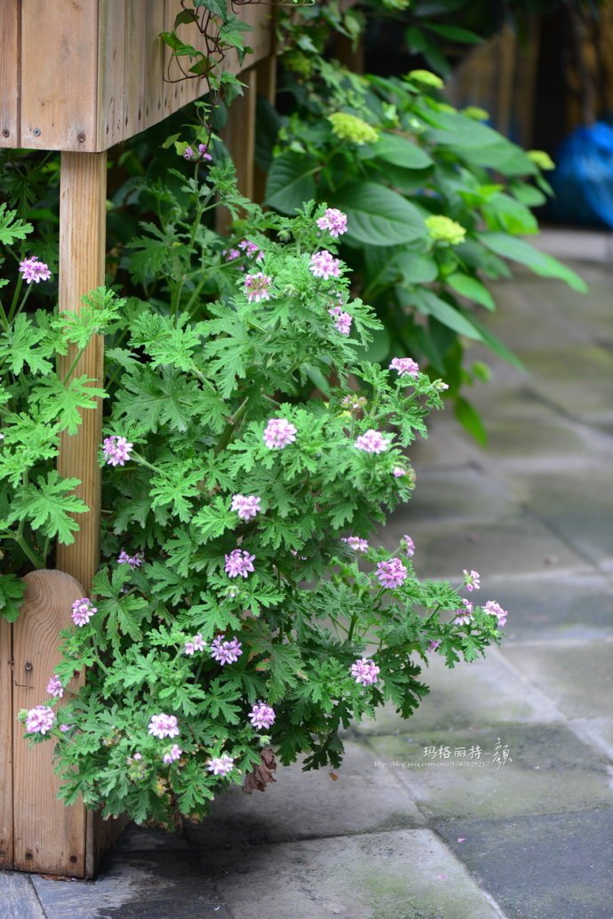 花园里防蚊子,在花园里劳作