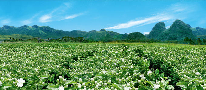 茉莉花茶入口微苦回味甘甜,正宗茉莉花茶老北京的味道