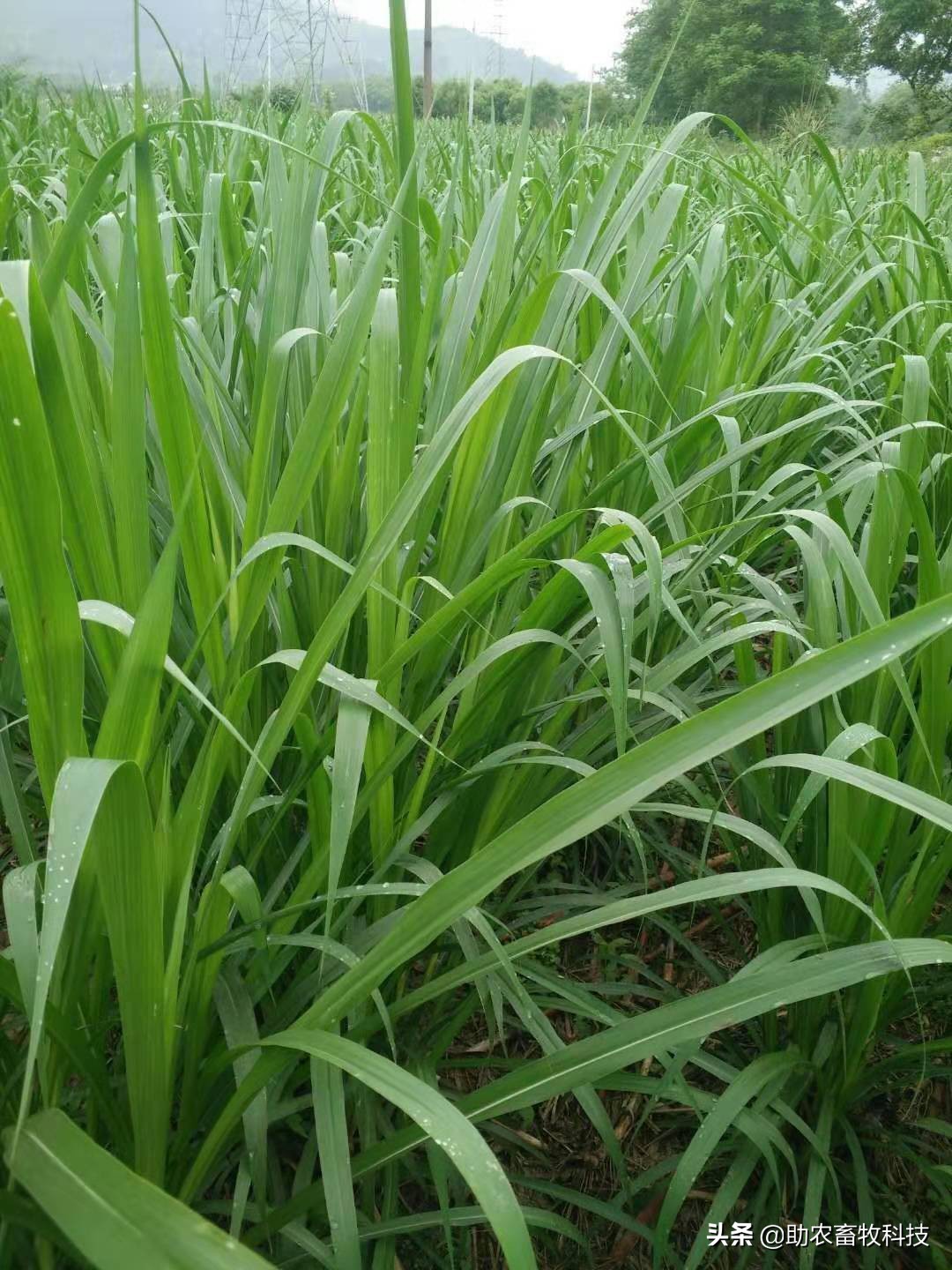 养殖场粪水应该如何处理,养殖场废水无害化处理方法