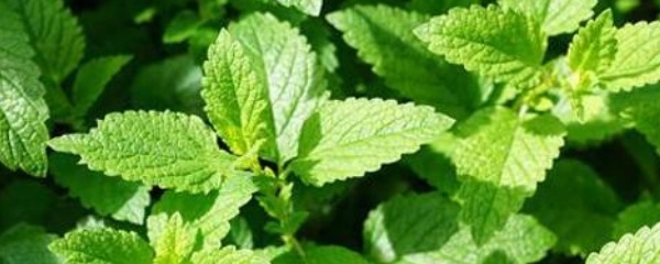 薄荷叶子枯萎了怎么修剪,薄荷叶子发黑枯萎像烧焦