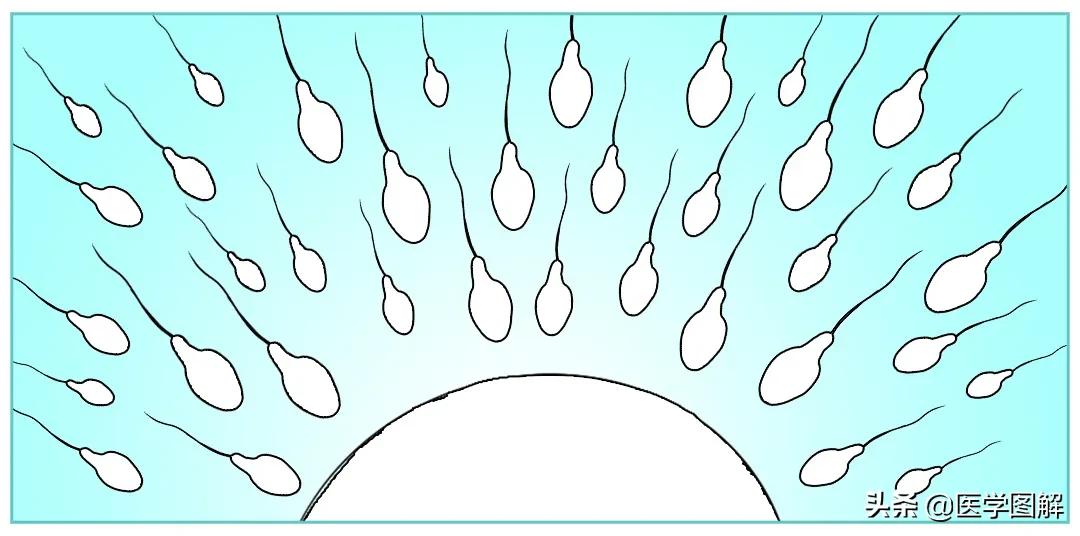 精子检测的结果怎么看懂,精子检测报告如何看懂