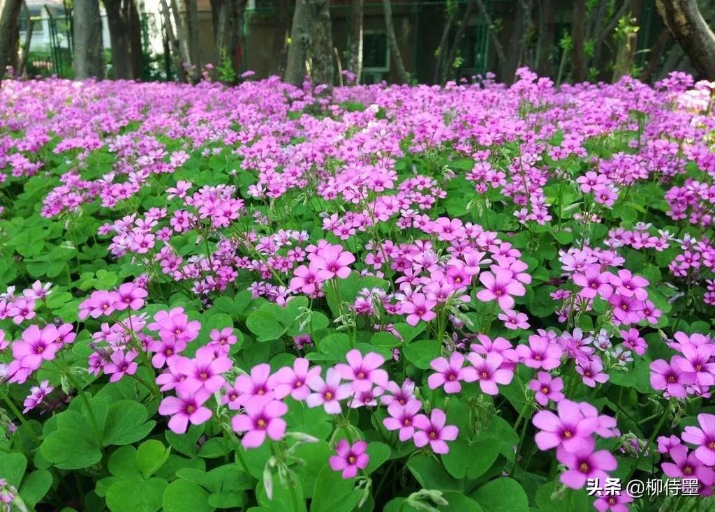 三叶草怎样拍摄,三叶草拍摄教程