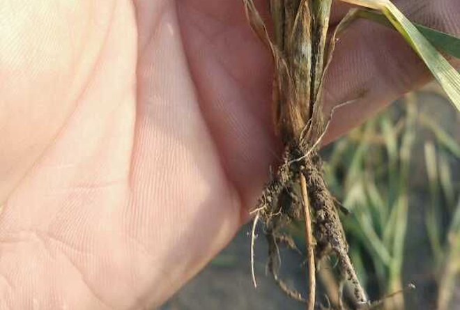 小麦出现白穗的原因有哪些？农民朋友该如何防治？