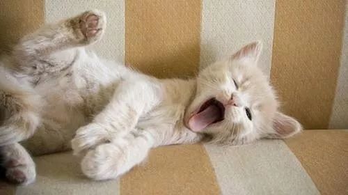 如何判断猫咪发烧,如何判断猫咪发了情