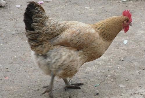 安徽合肥的老母鸡,合肥人的老母鸡