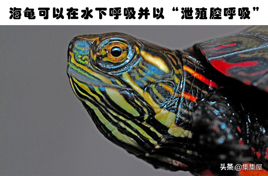 学习动物的基本知识,关于动物的20个问题