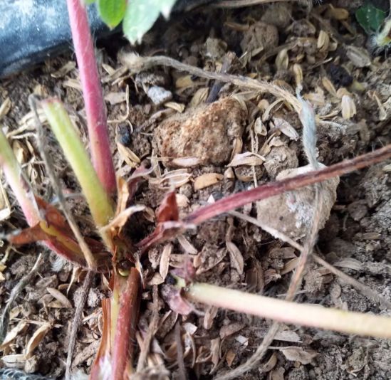 草莓苗枯芽病,草莓芽枯病视频