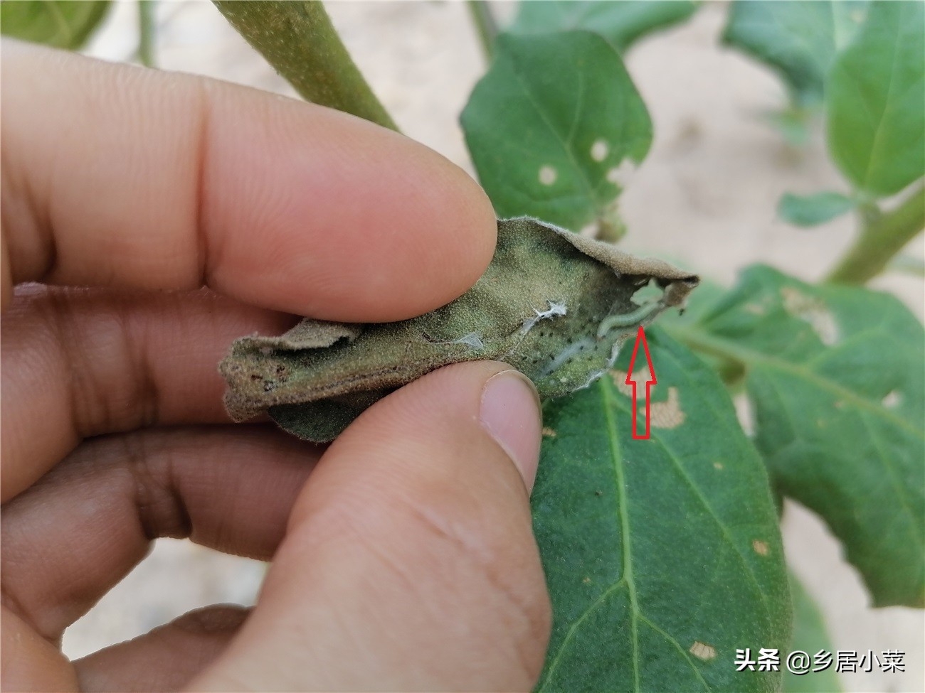 茄子叶片有小虫,茄子卷叶的原因有什么解决方法