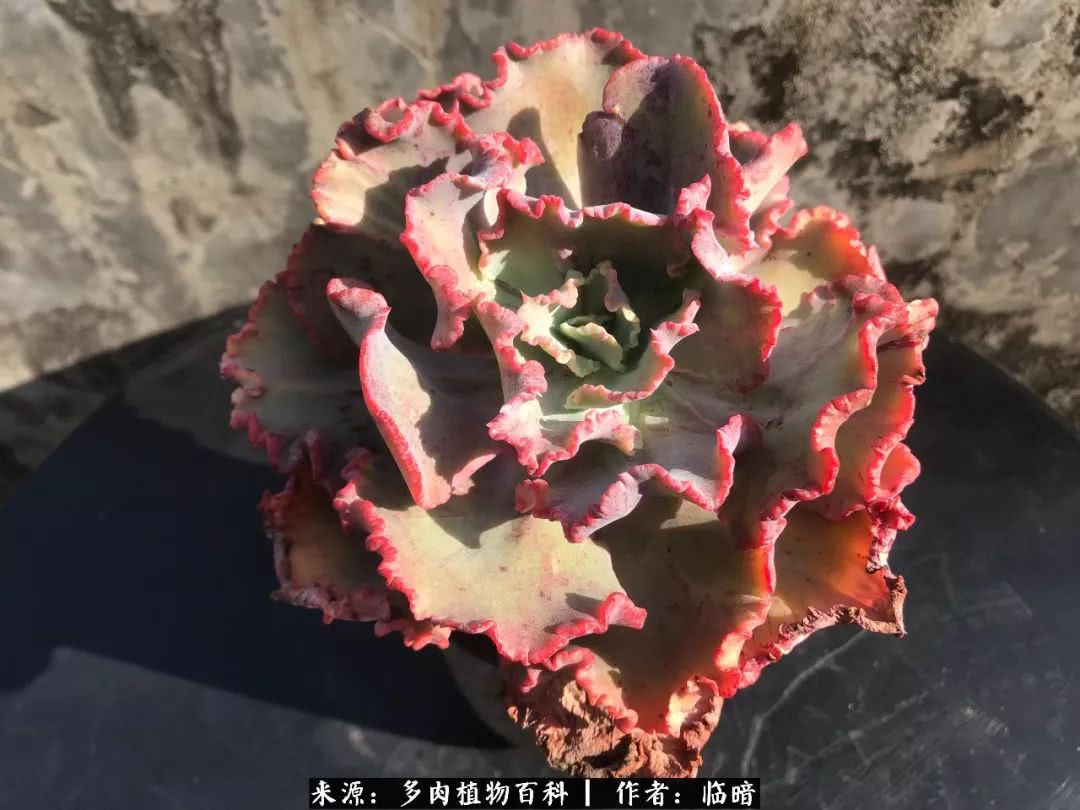 多肉带给我的感情,多肉给人们带什么作用