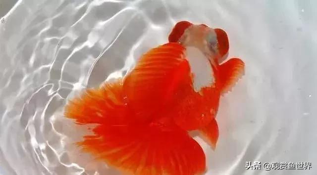 观赏鱼烂尾怎么治,观赏鱼烂尾可以看见肉了还有救吗