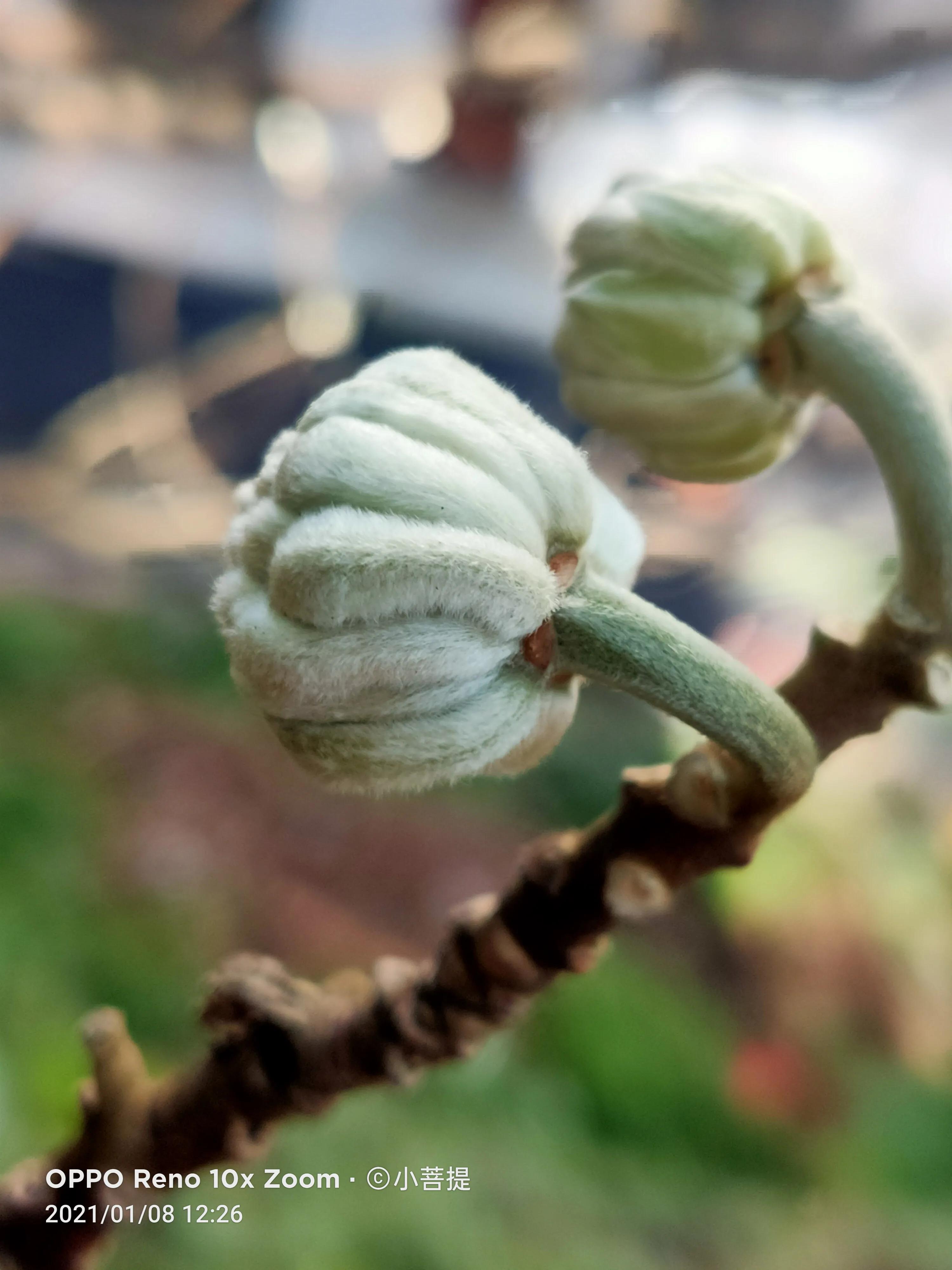 这就是爱情树,若在枝上打两个同向的结,就能得到甜蜜爱情和幸福