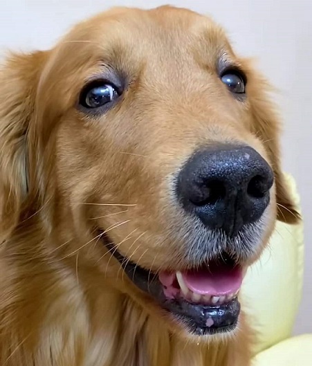 金毛扑小孩怎么纠正,金毛爱扑陌生人怎样纠正