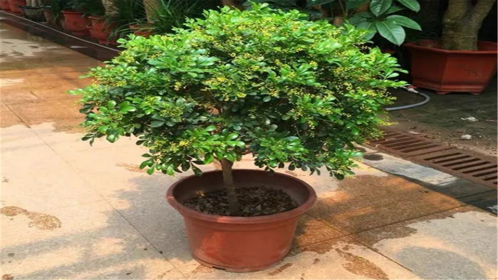 米兰春季的养殖方法,春天米兰枝头全剪光要怎么养护