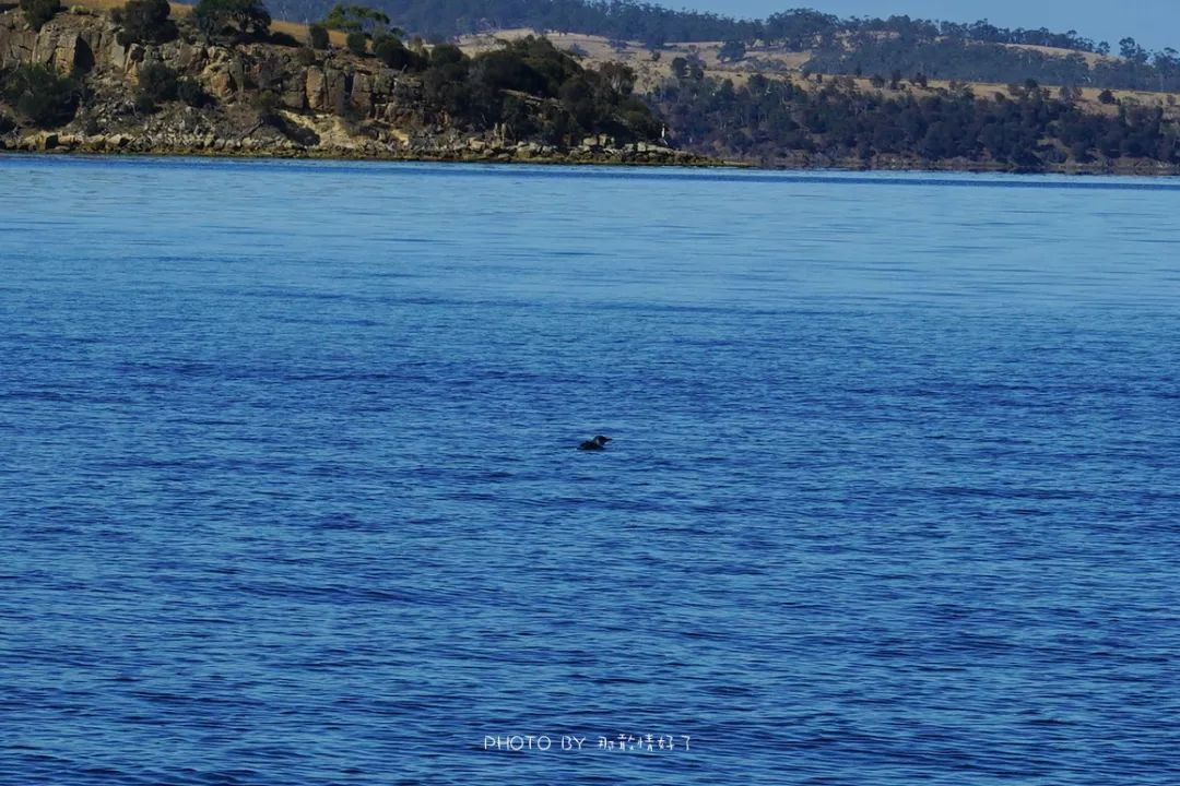 去哪里旅游可以看南极企鹅,旅游攻略南极看企鹅