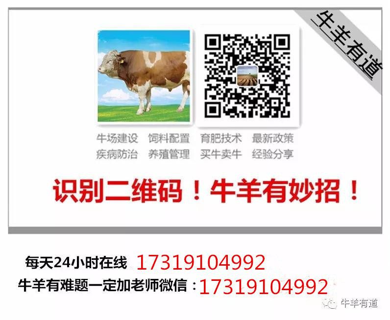 母羊各阶段的饲养管理,养羊如何正确进行公羊和母羊分配