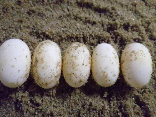 灏忎箤榫熷潥寮哄巻闄╄,灏忎箤榫熸捣娲嬪巻闄╄