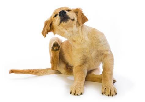 汪星人出现这8个动作，表示它在跟你求救