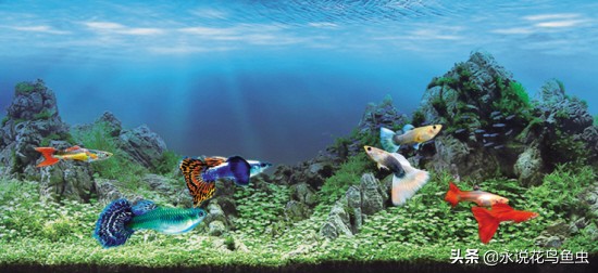 孔雀鱼生小鱼需要注意什么,孔雀鱼生小鱼前兆及注意事项