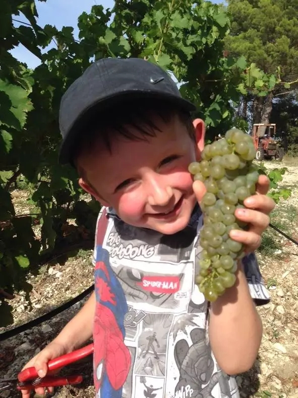 品乐Pinor：在法国葡萄园上班，就像在东北掰玉米……