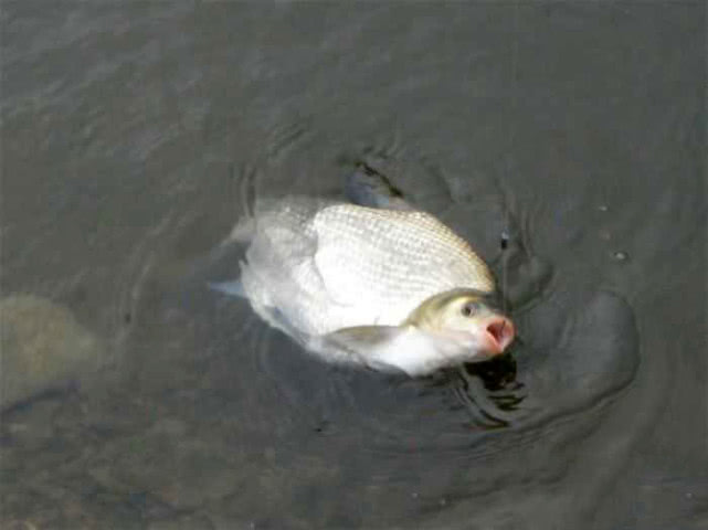 如何钓武昌鱼用什么饵料,钓武昌鱼什么时间最好