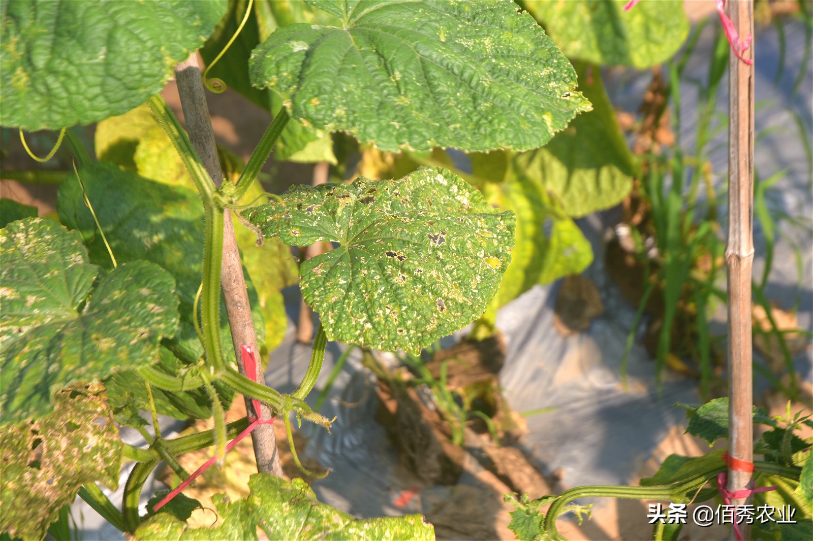 黄瓜叶片呈伞状是啥原因,黄瓜叶片穿孔是什么病