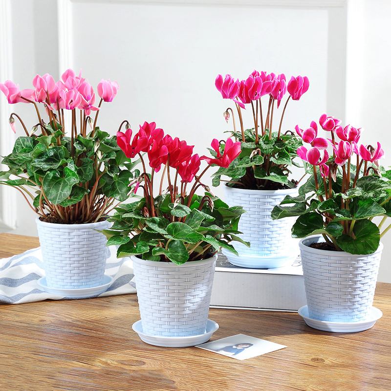 这5种花再好看也别乱养,1月份最好养好看的5种花