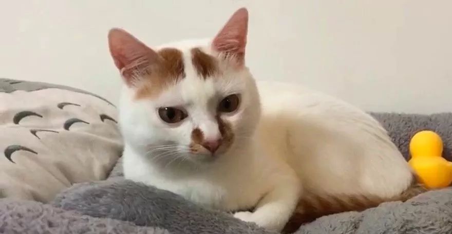 小佩闷死猫事件,小佩猫窝闷死猫