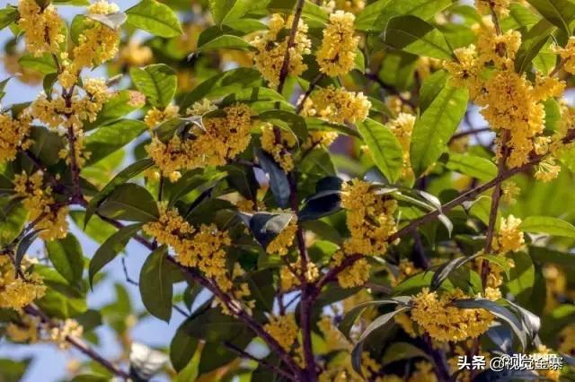 安徽金寨有棵千年“桂花王”，为国内发现最大的桂花树