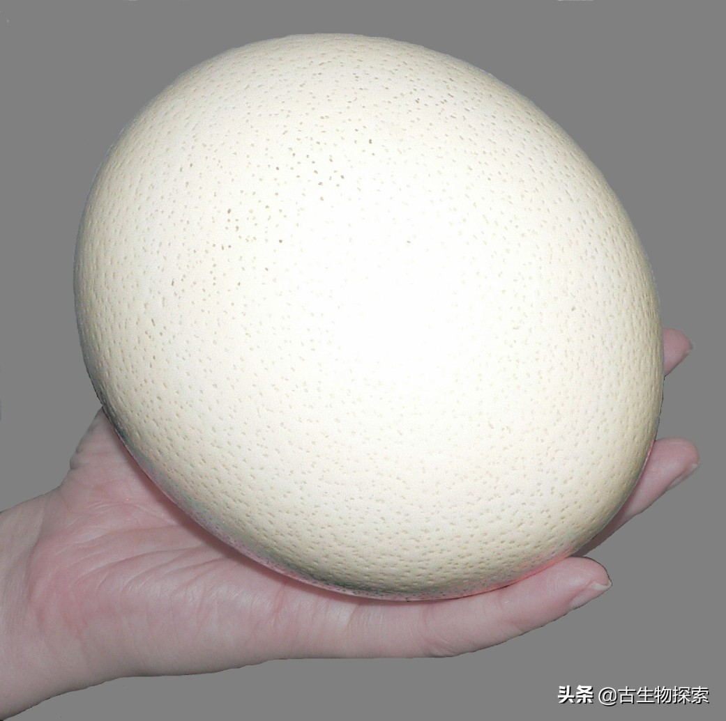 先有鸡还是先有蛋？来一节蛋蛋进化史