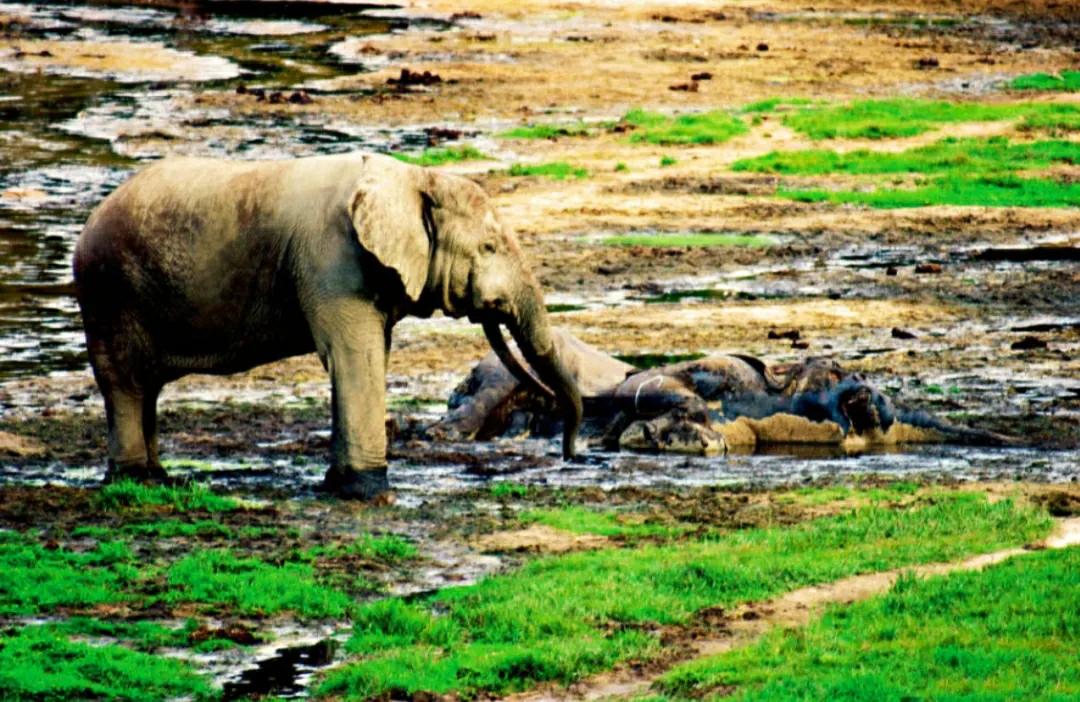 为什么要偷大象的象牙,为什么偷象牙需要杀死大象