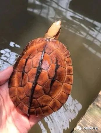 乌龟与鳖龟的生长环境有什么区别,刚到家的龟怎么能快速适应环境