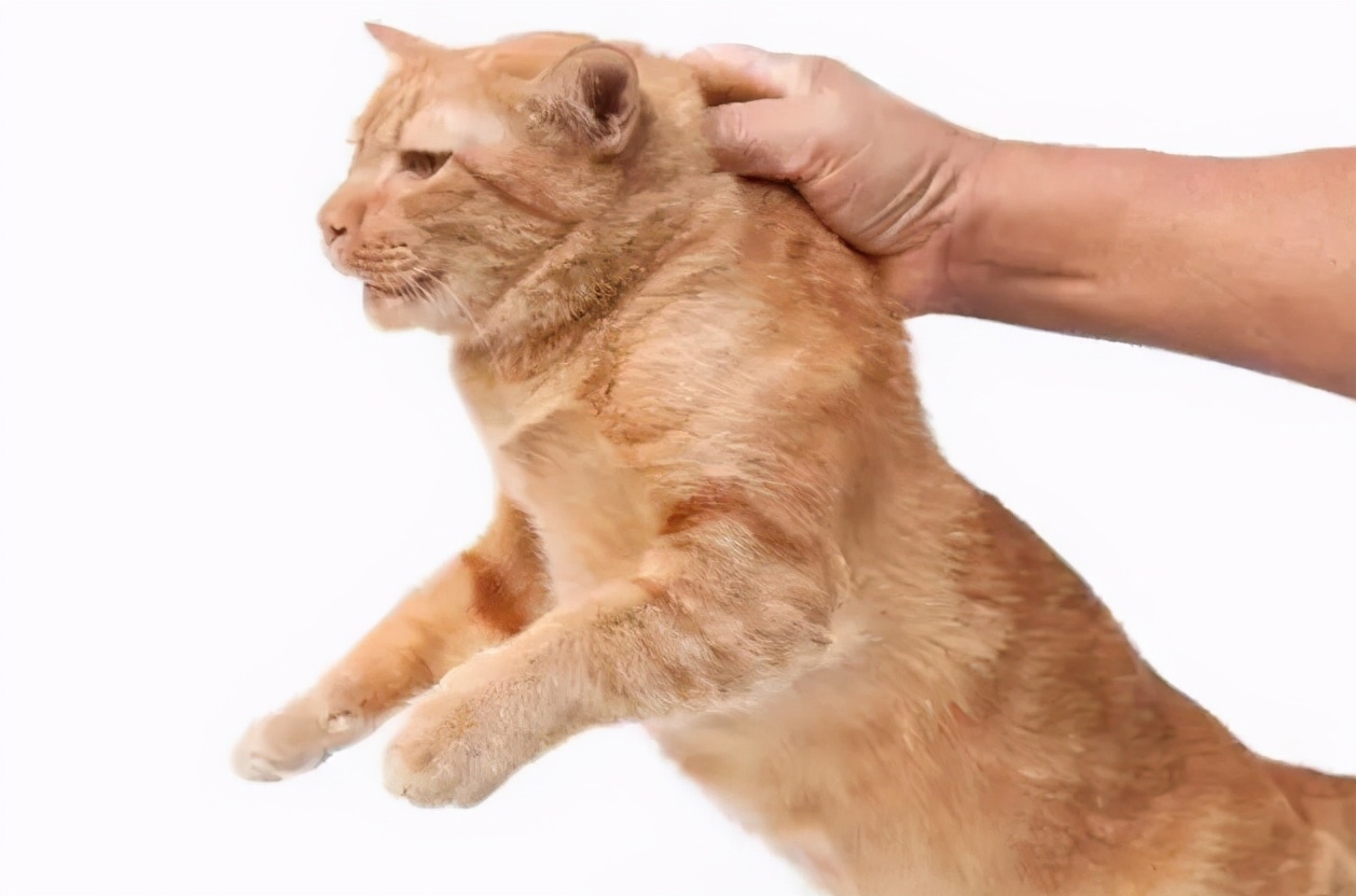 正确的抱猫姿势到底是怎样的？原来一直以来我都抱错了...