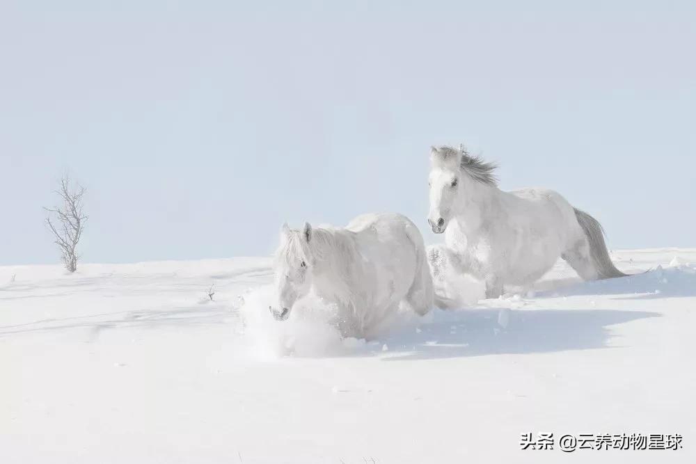 必备的马术知识,马术能不能速成