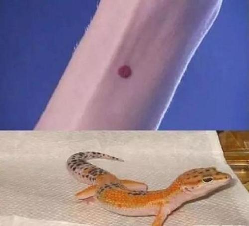 古人常说的守宫砂是什么东西,揭秘守宫砂原理