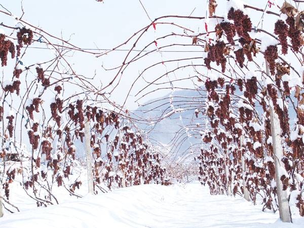 在北方投资500亩冰葡萄，投入数百万，还要建酒庄，可以吗？