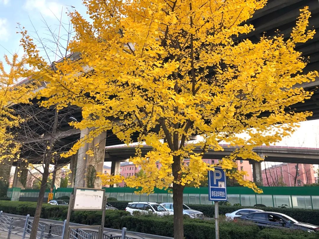 深秋回暖，安排！沪上各区的深秋美景，你准备好打卡了吗？