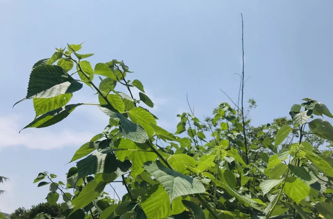 艺术家做人性实验,艺术家做手工