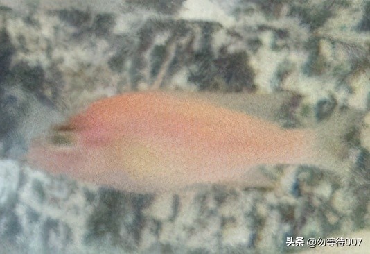 激素鱼怎么养 (激素鱼能不能长大)