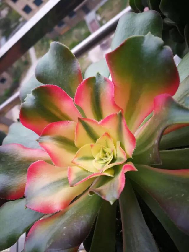 多肉法师韶羞现在能摘心吗,韶羞法师和荷兰玫瑰法师的区别