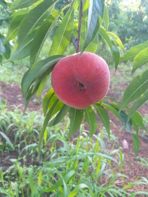 鍗佸牥瓒呭叏钄彍姘存灉,鍗佸牥鏂伴矞姘存灉