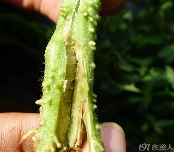 番茄髓部坏死和枯萎病怎么治,番茄髓部坏死怎么防治